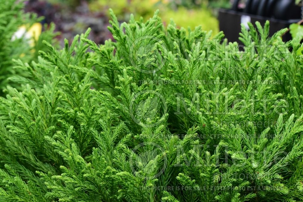 Cryptomeria Globosa Nana (Japanese cedar, conifer) 11