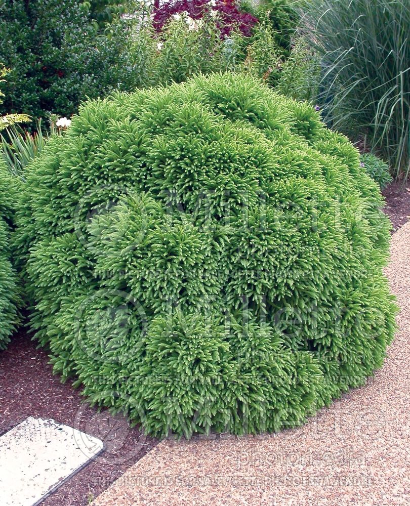 Cryptomeria Globosa Nana (Japanese cedar, conifer) 12