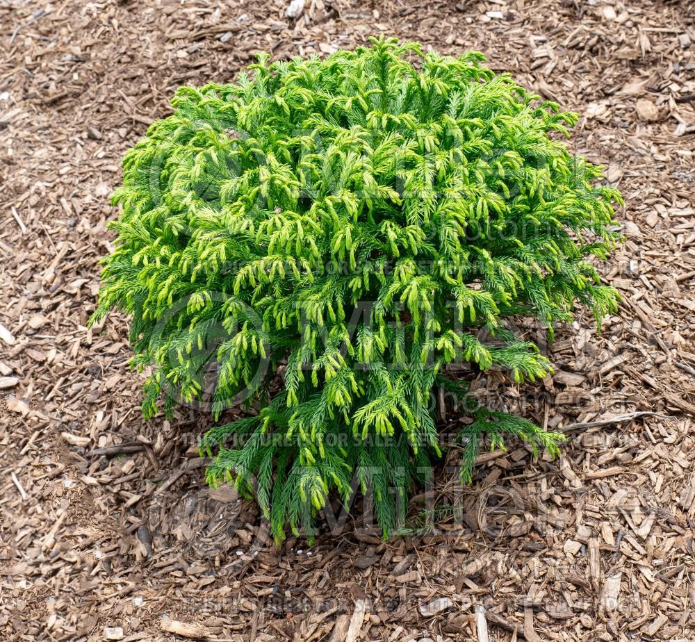 Cryptomeria Globosa Nana (Japanese cedar, conifer) 13