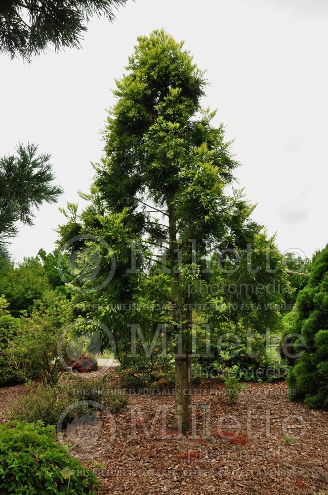 Cryptomeria Barabits Gold (Japanese cedar, conifer)  1 