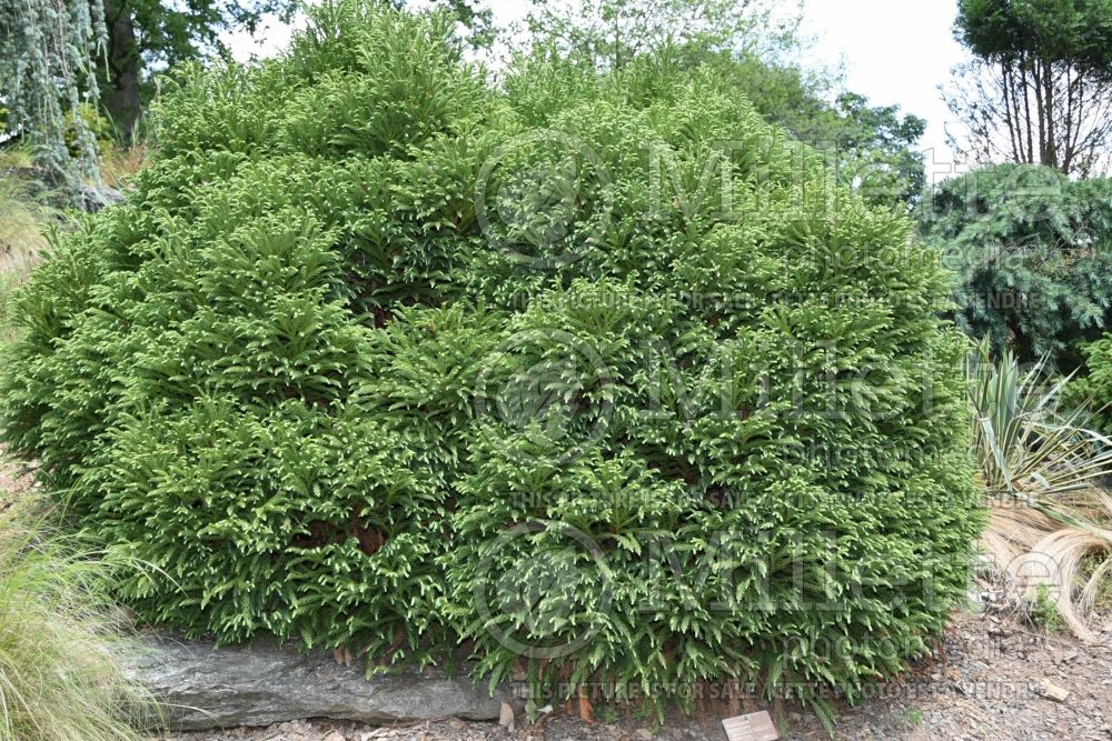 Cryptomeria Globosa Nana (Japanese cedar, conifer) 1