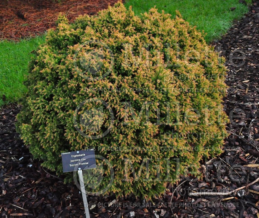 Cryptomeria Golden Promise (Japanese cedar, conifer)  1 