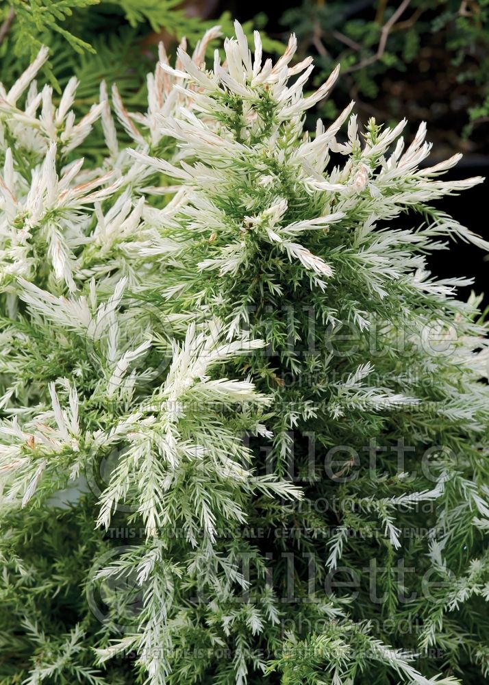 Cryptomeria Knaptonensis (White Tip Japanese Cedar. conifer) 1 