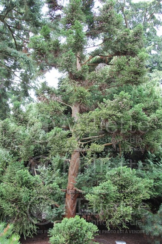 Cryptomeria Lobbii (Japanese cedar, conifer)  1 