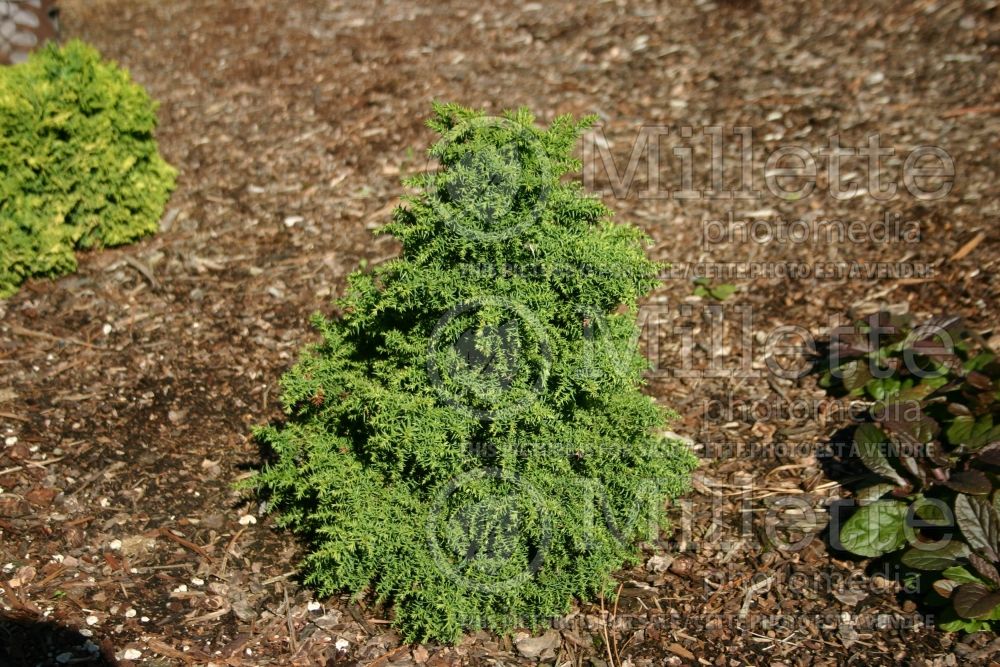 Cryptomeria Tansu (Japanese cedar, conifer)  1 