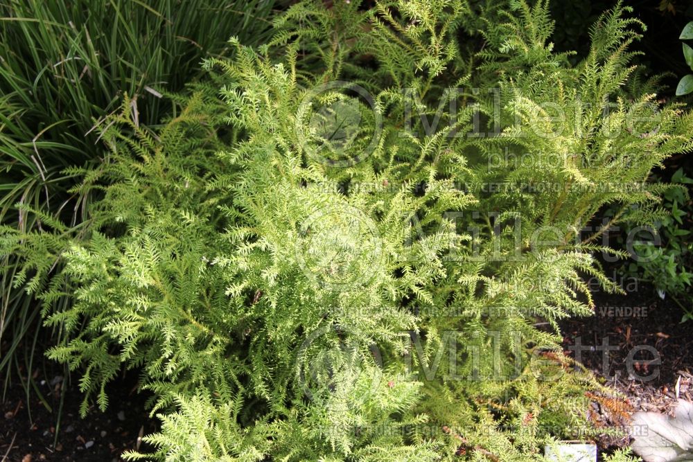 Cryptomeria Yellow Twig (Japanese cedar, conifer)  1 