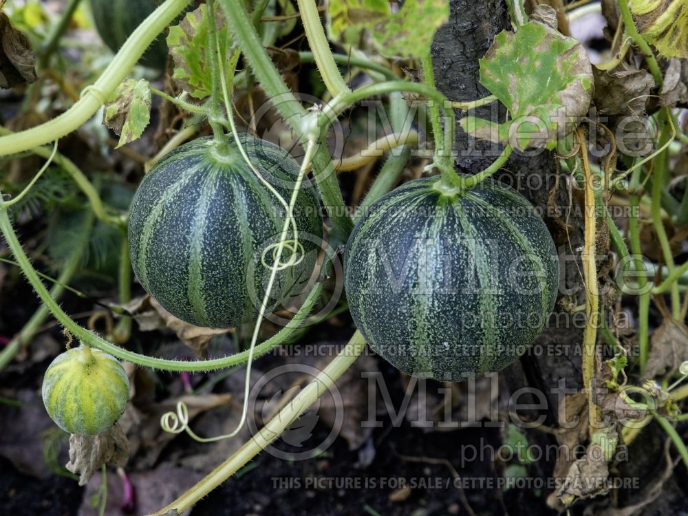 Cucumis Ananas d'amerique a chair verte (Muskmelon) 2