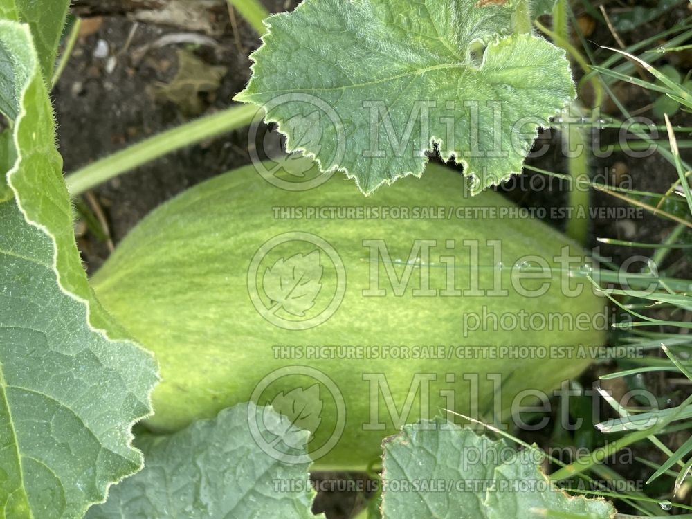 Cucumis Canary aka Jaune Canari (cantaloupe Muskmelon) 3