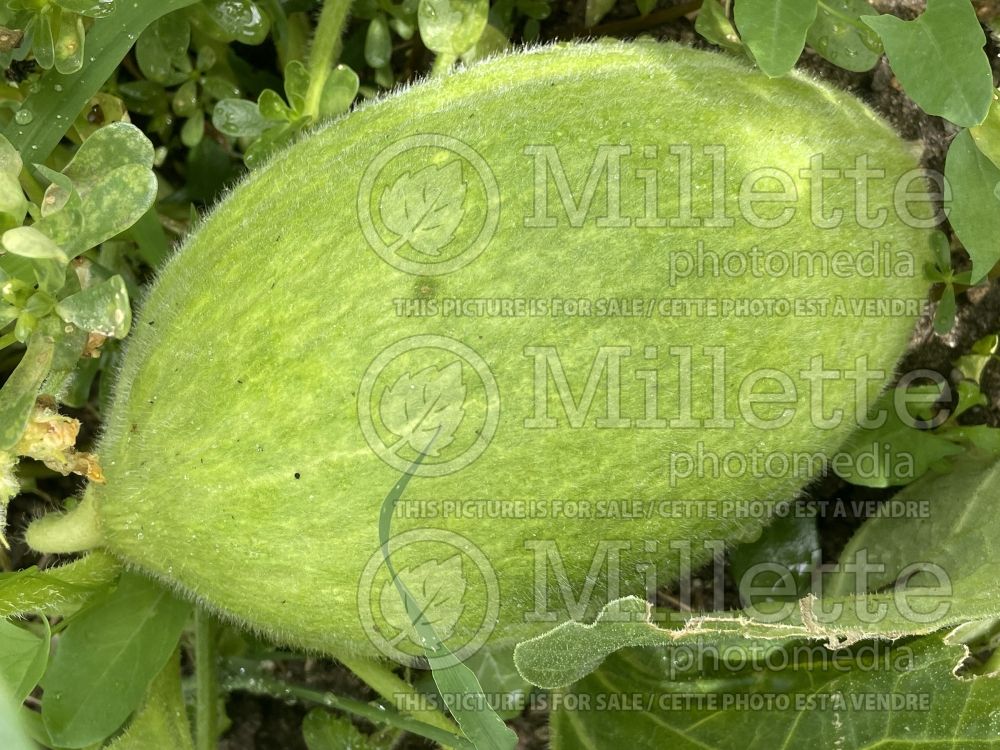 Cucumis Canary aka Jaune Canari (cantaloupe Muskmelon) 4