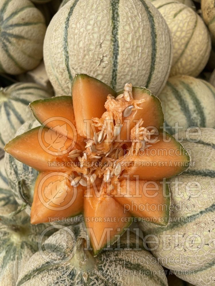 Cucumis Charentais (cantaloupe Muskmelon) 4