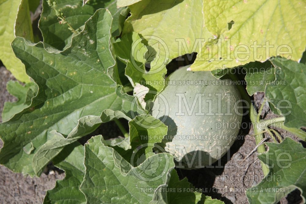 Cucumis Goddess (cantaloupe Muskmelon) 1