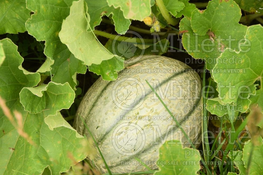 Cucumis Hannah's Choice (cantaloupe Muskmelon) 1