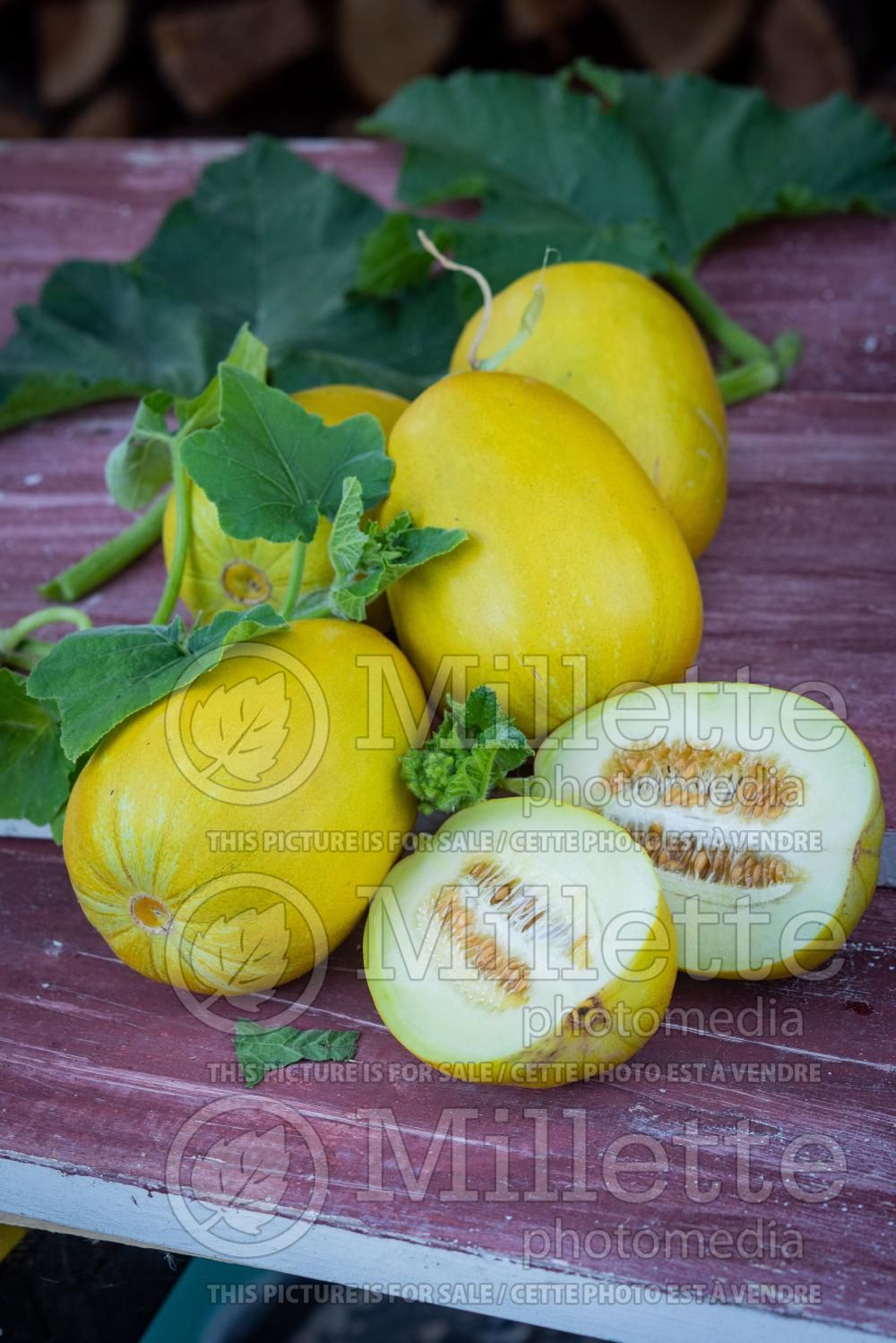 Cucumis Japanese Yellow (cantaloupe Muskmelon) 2