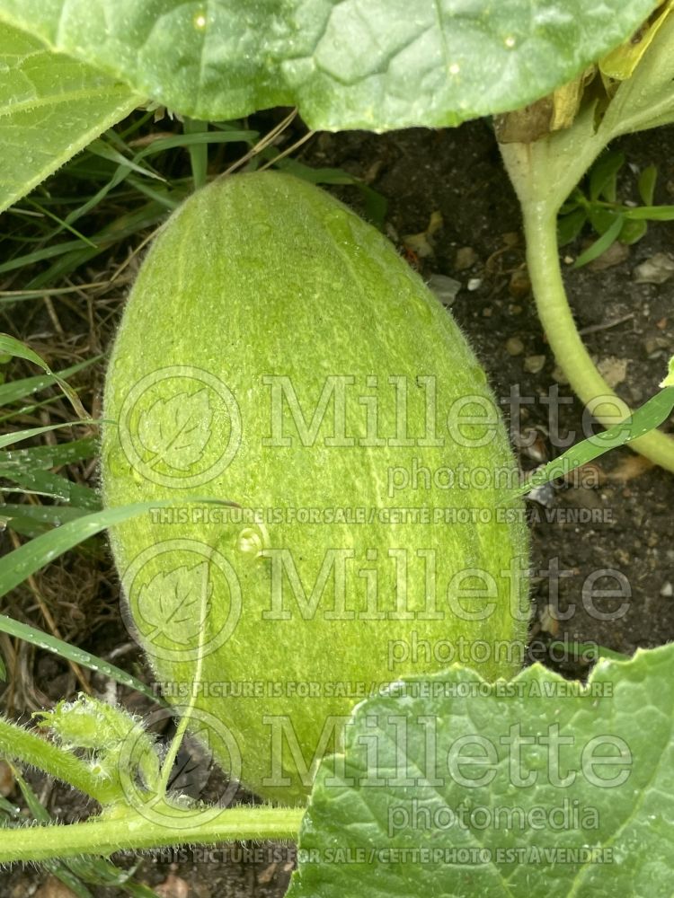 Cucumis Canary aka Jaune Canari (cantaloupe Muskmelon) 1