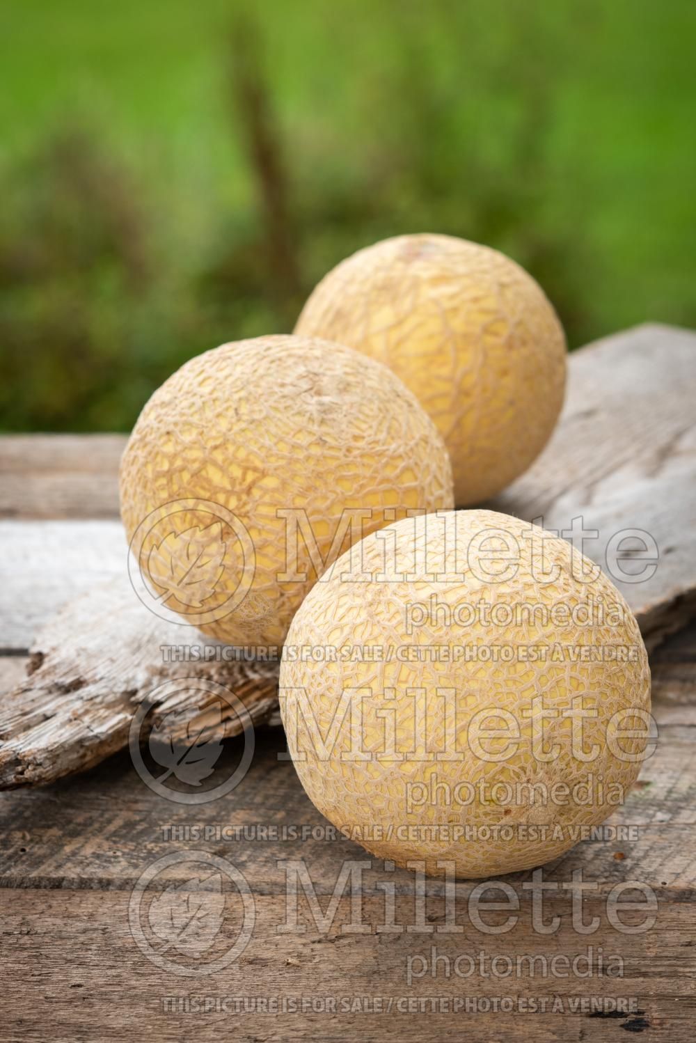 Cucumis Mini-Honeydew (cantaloupe Muskmelon) 2