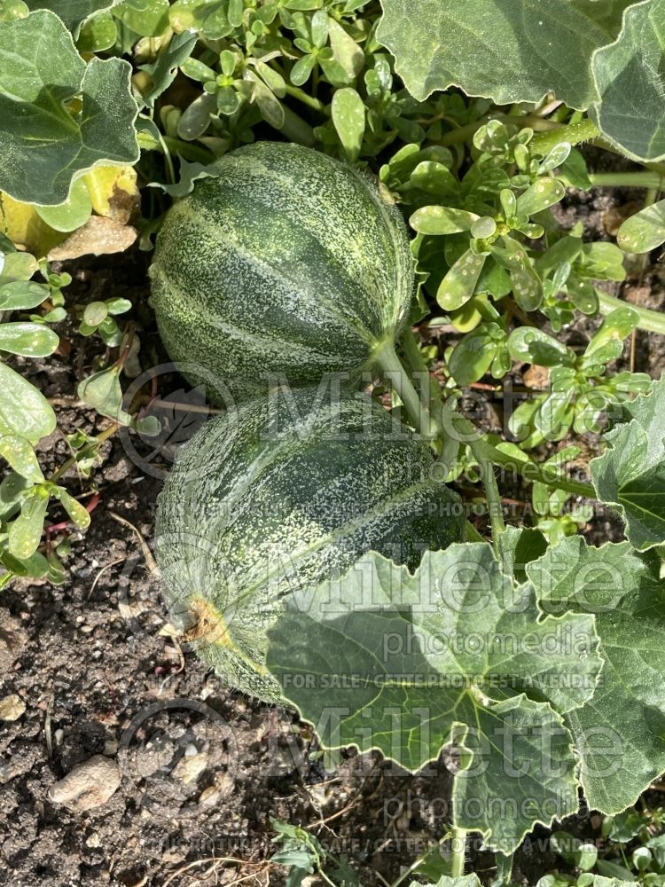 Cucumis Petit Gris de Rennes (Muskmelon) 1