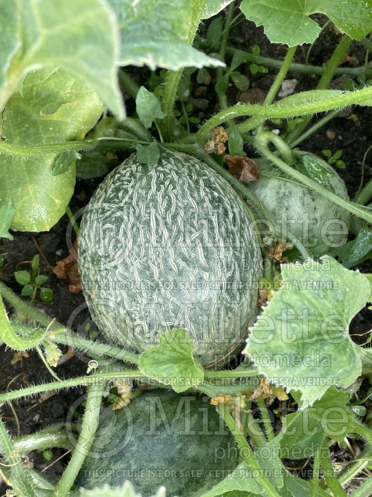 Cucumis Sucrin de Tours (cantaloupe Muskmelon) 1