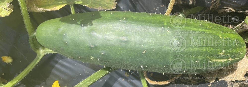 Cucumis Early Russian (Cucumber vegetable) 1