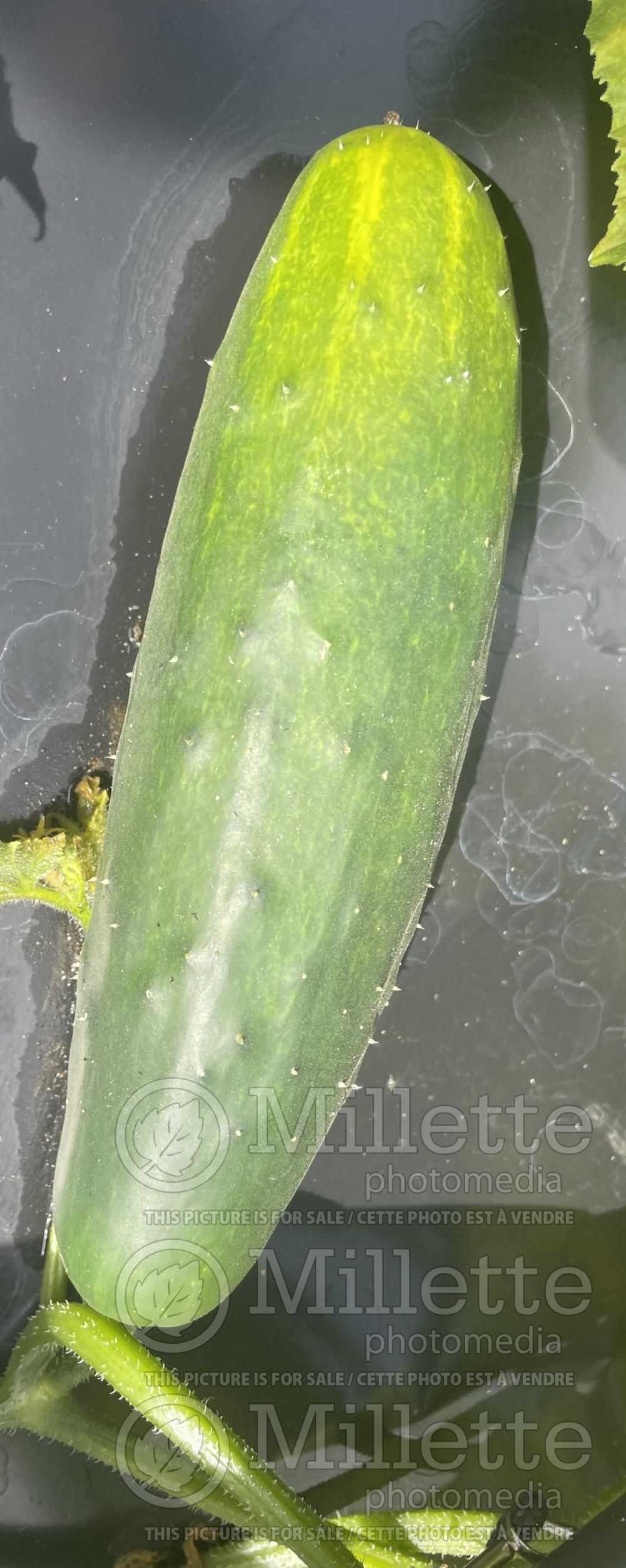 Cucumis Early Russian (Cucumber vegetable) 2