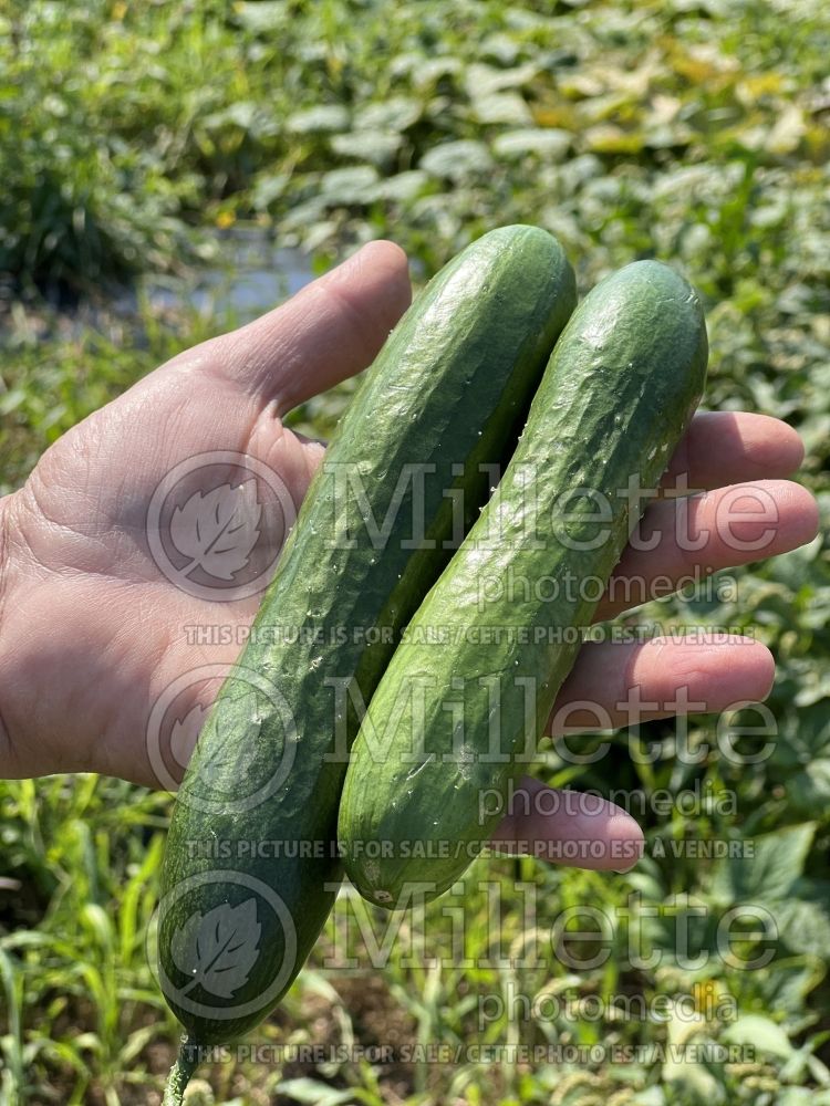 Cucumis Green Finger (Cucumber vegetable) 1