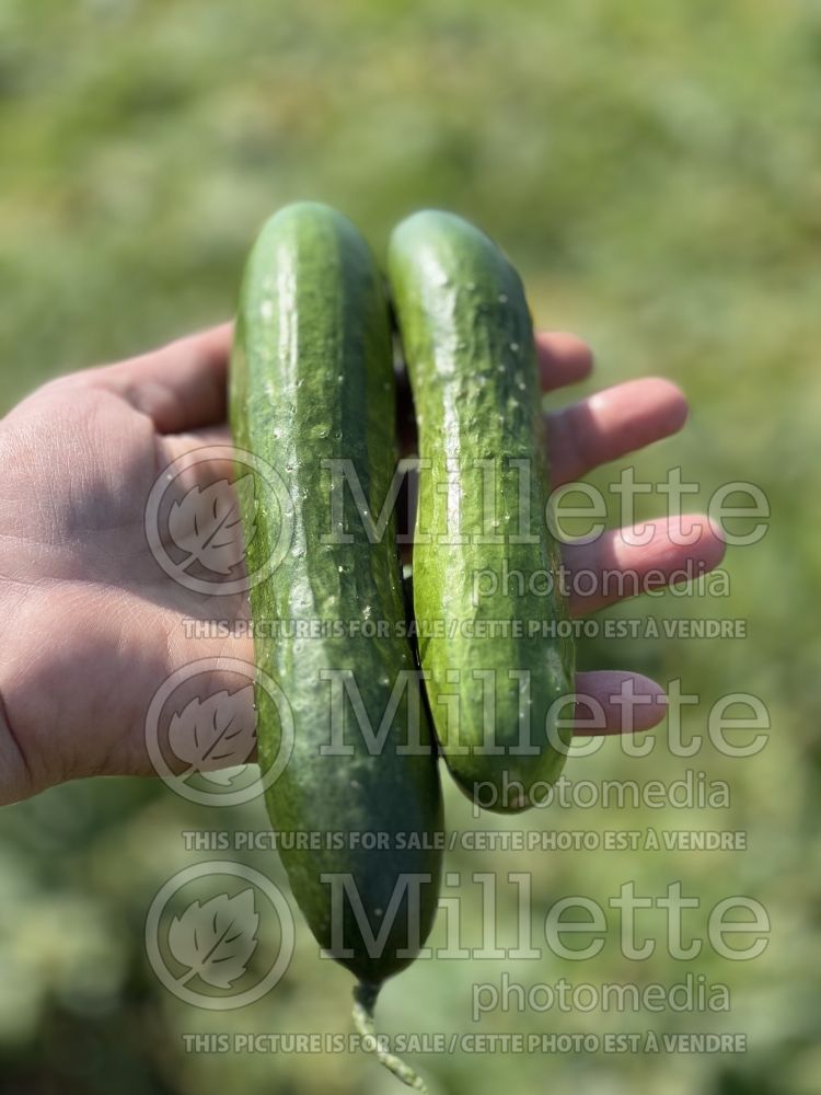 Cucumis Green Finger (Cucumber vegetable) 2