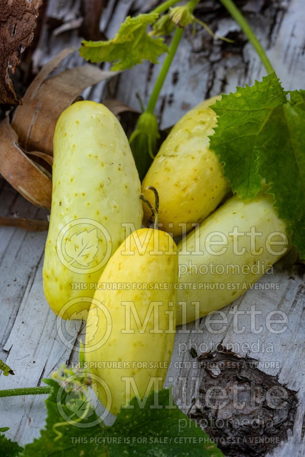 Cucumis Miniature White (Cucumber vegetable) 1