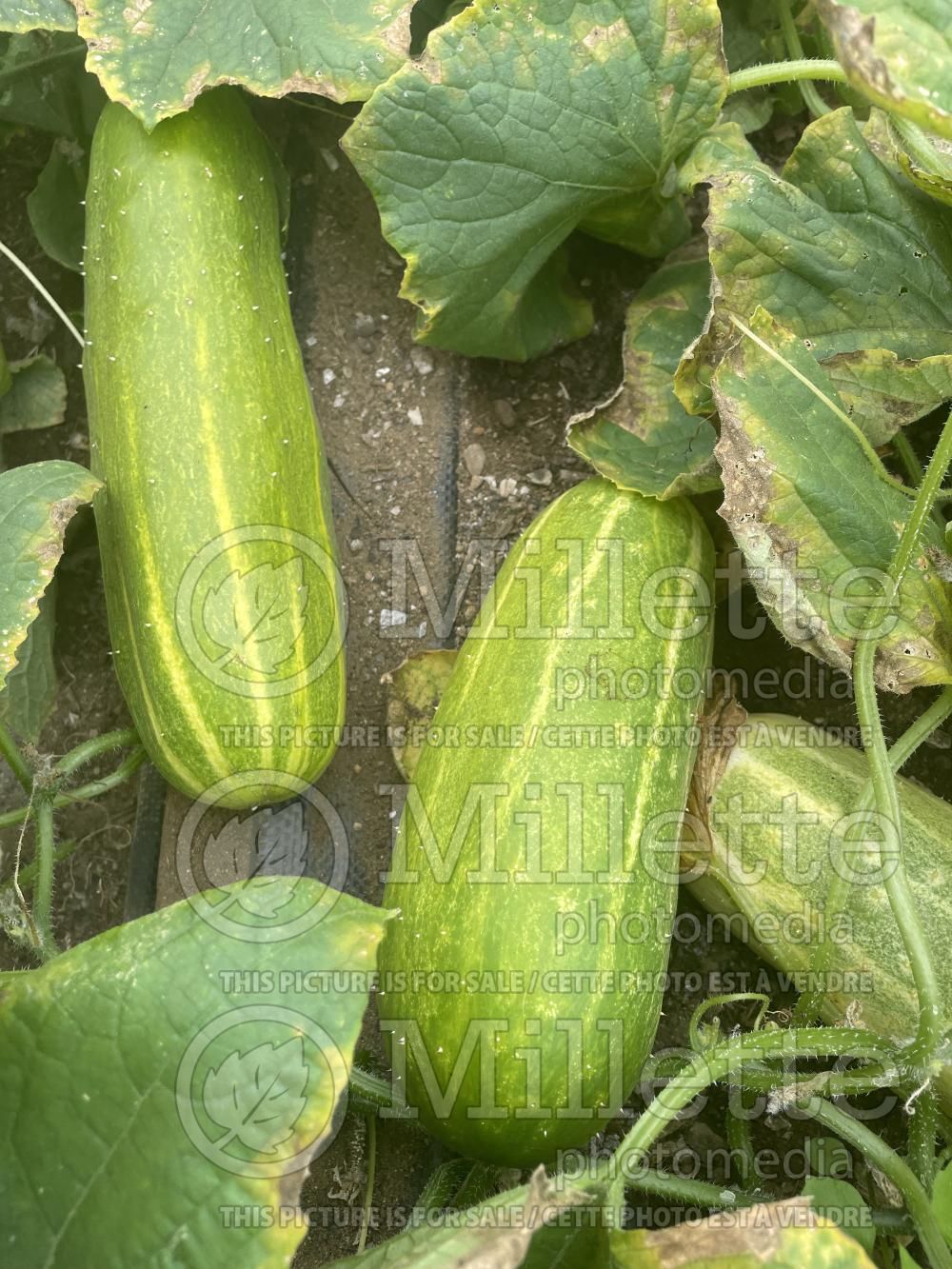 Cucumis Spacemaster (Cucumber vegetable) 2