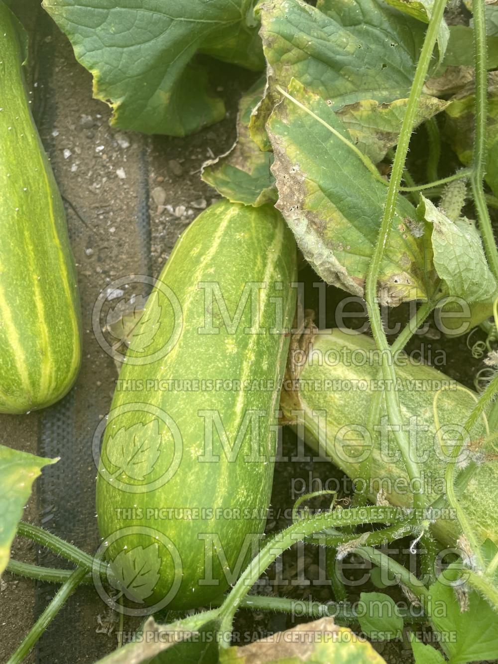 Cucumis Spacemaster (Cucumber vegetable) 3
