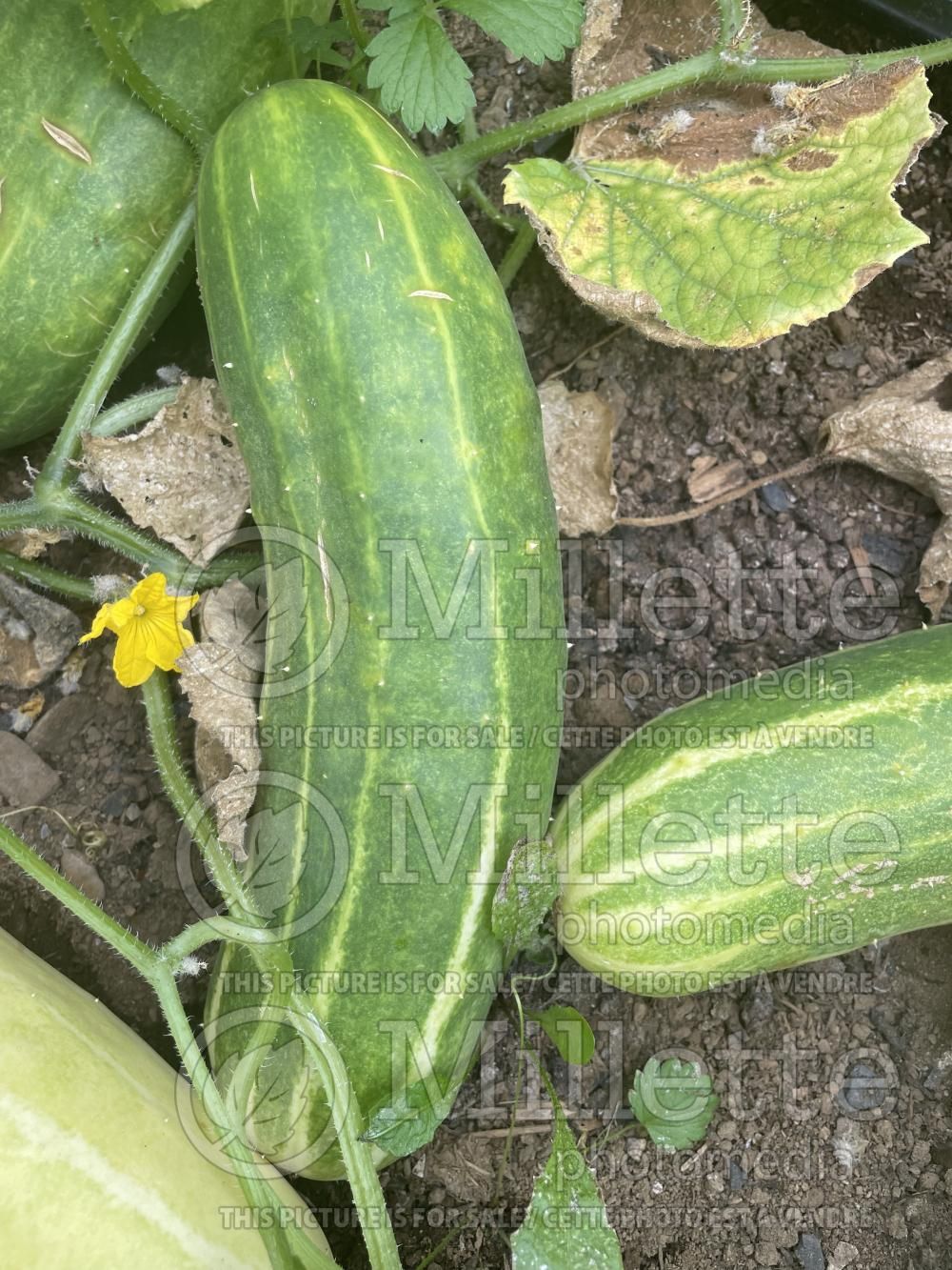Cucumis Spacemaster (Cucumber vegetable) 1