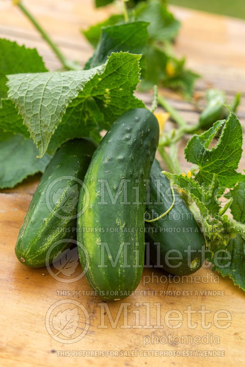 Cucumis Straight Eight Elite (Cucumber vegetable) 1