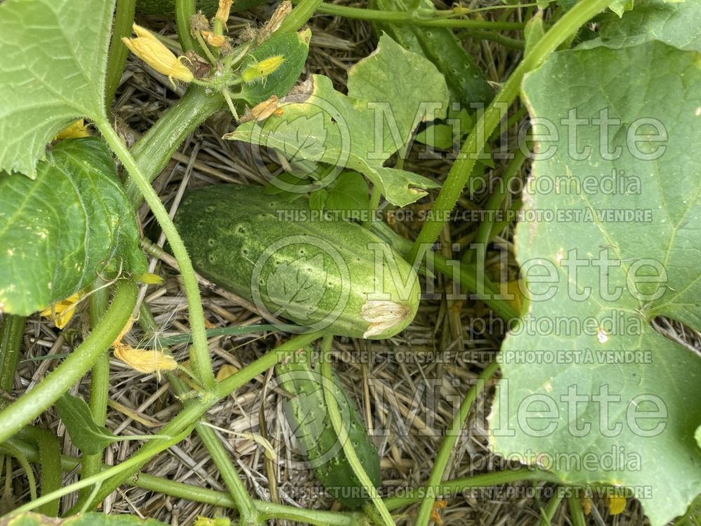 Cucumis Vert Petit de Paris (Cucumber vegetable) 2