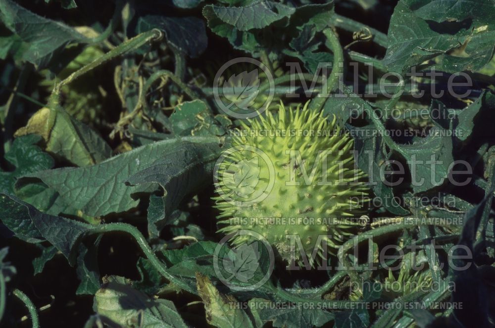 Cucumis longipes or anguria (gooseberry gourd) 1