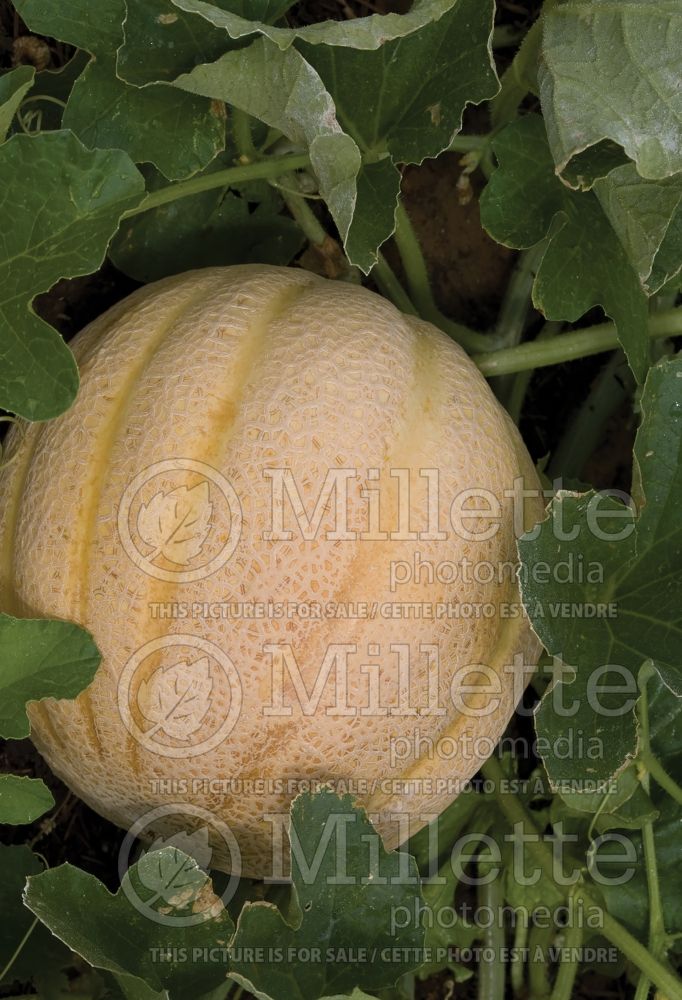 Cucumis melo var. cantalupensis (cantaloupe, Muskmelon) 6