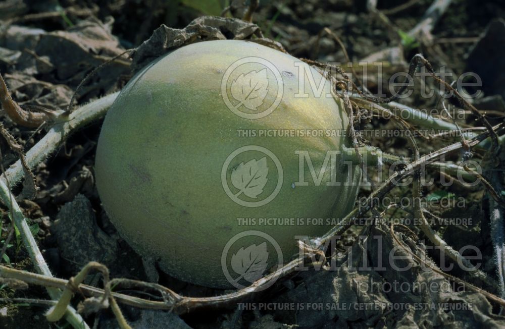 Cucumis Honeydew (cantaloupe Muskmelon) 1