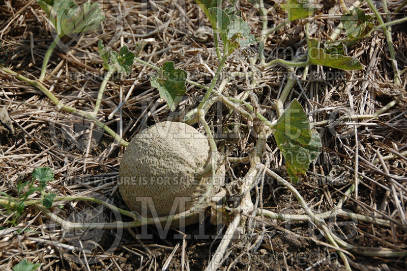 Cucumis Honey Rock (cantaloupe Muskmelon) 1