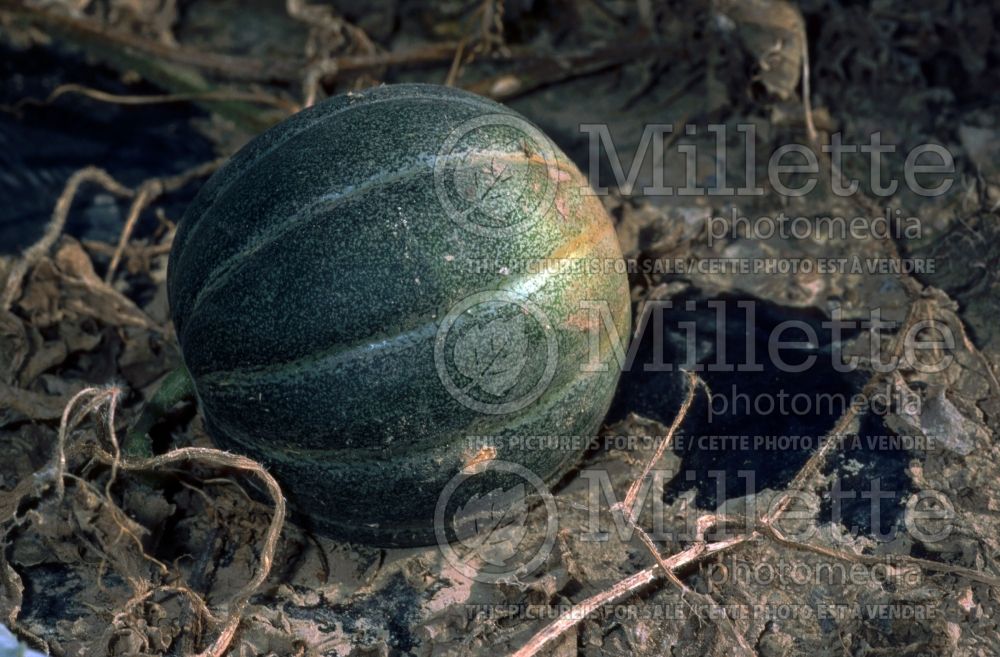 Cucumis Jenny Lind (Cantaloupe melon) 1