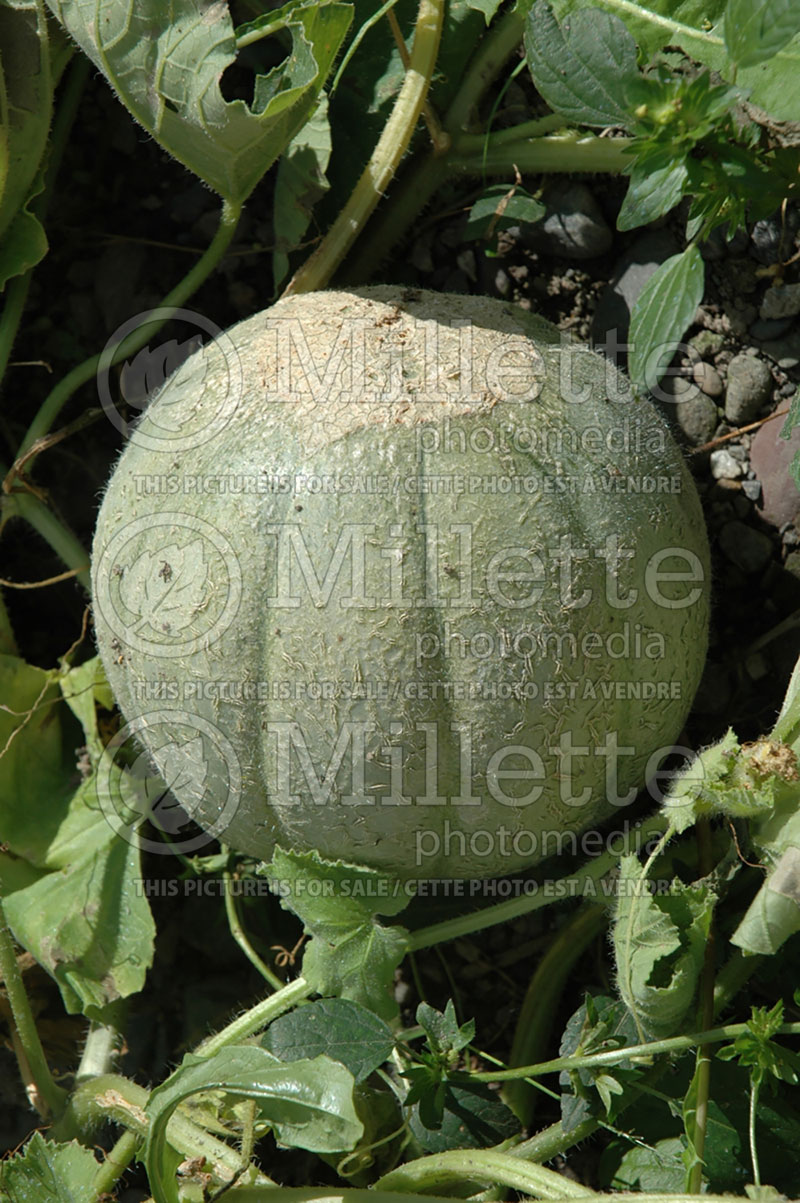 Cucumis Oka (cantaloupe Muskmelon) 1 