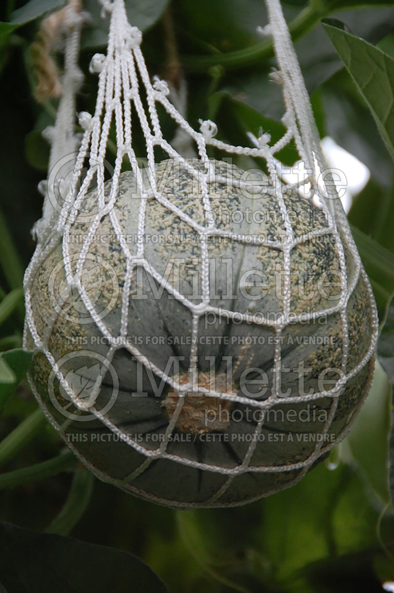 Cucumis Vedrantais (cantaloupe, rockmelon) 1