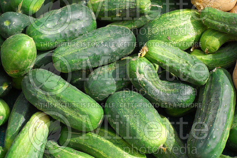 Cucumis sativus (Cucumber vegetable) 2