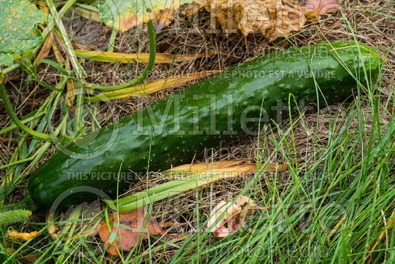 Cucumis sativus (Cucumber vegetable) 1