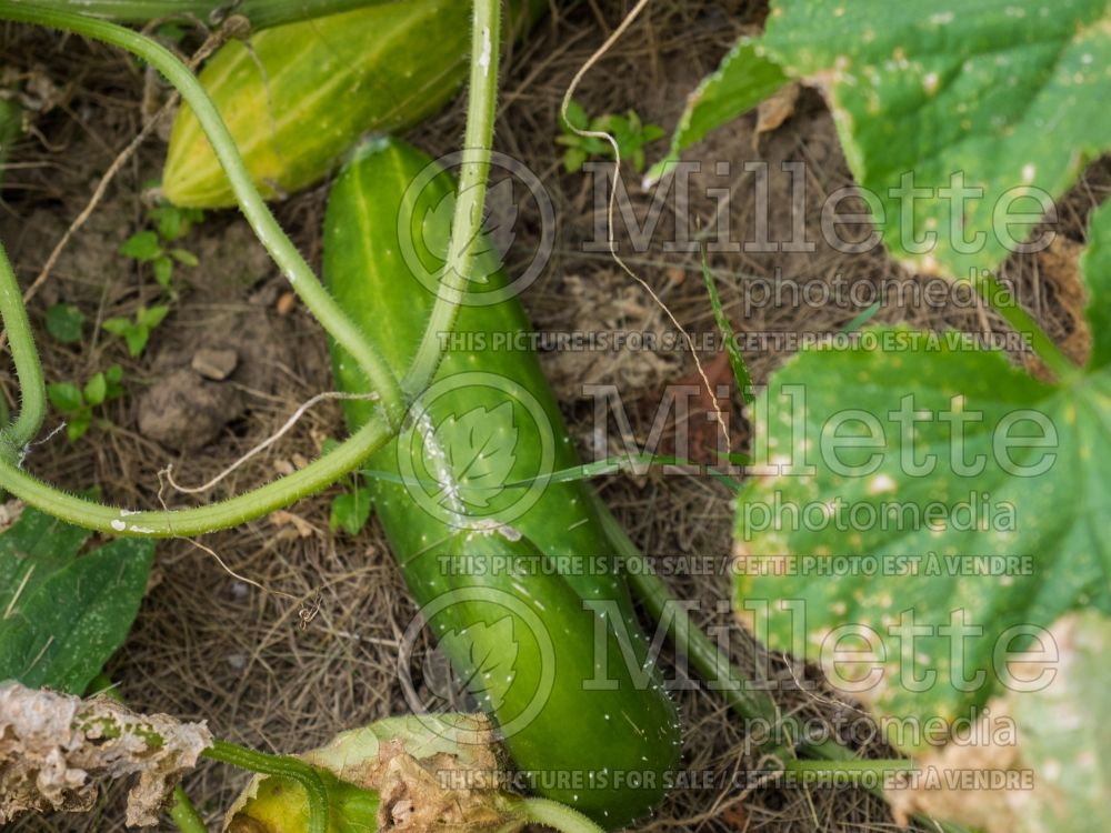 Cucumis sativus (cucumber vegetable) 5