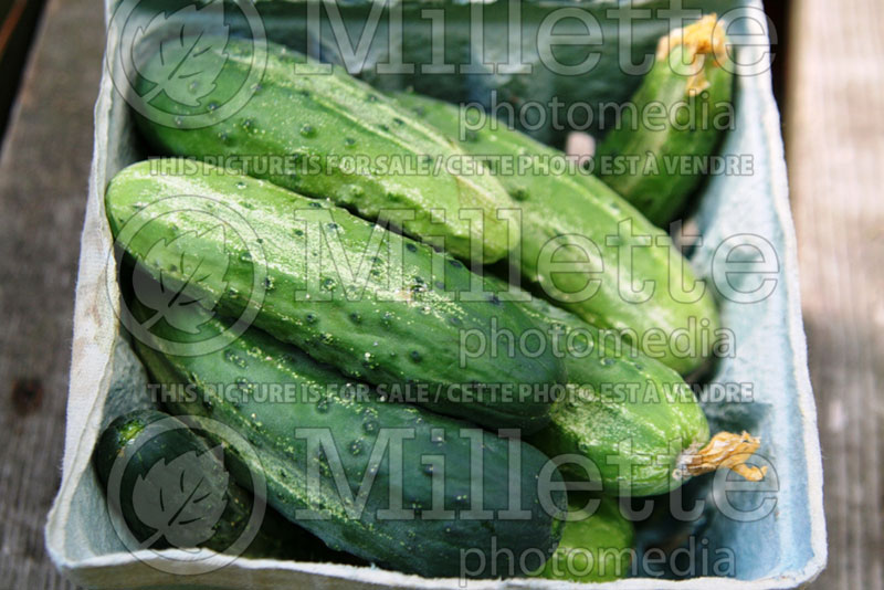 Basket full of cucumbers - vegetables (Ambiance) 14 