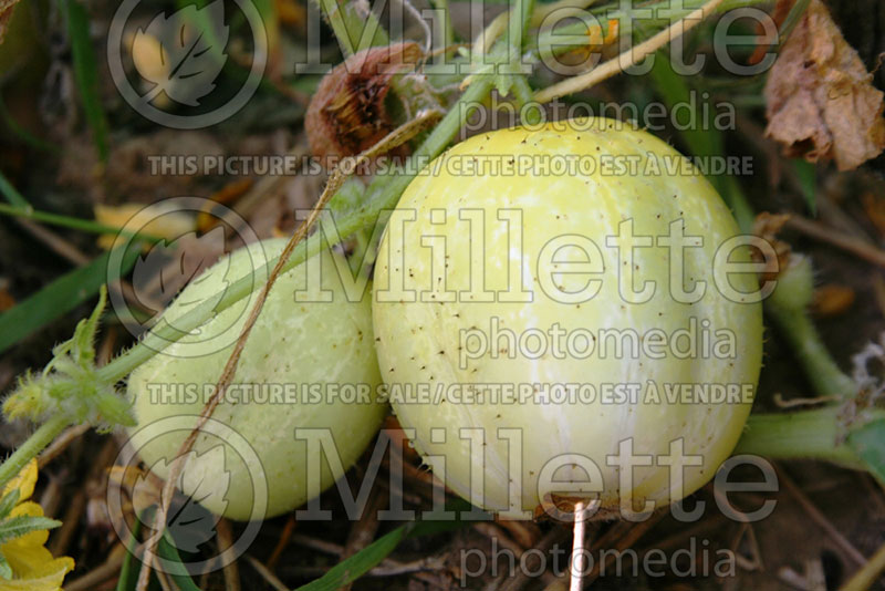 Cucumis Lemon (Cucumber vegetable) 1  