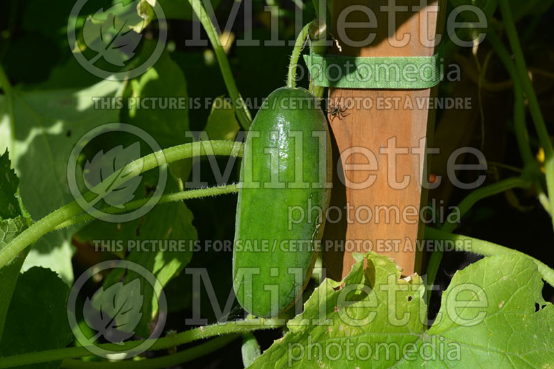 Cucumis Rocky (Cucumber vegetable) 1