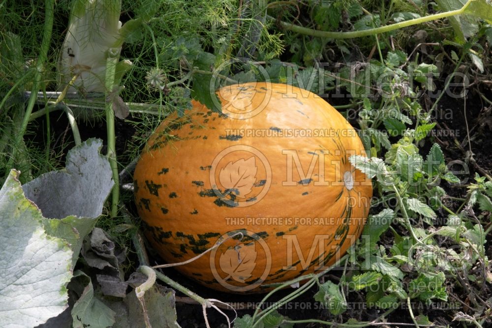 Cucurbita Pepitas (cushaw squash) 1 