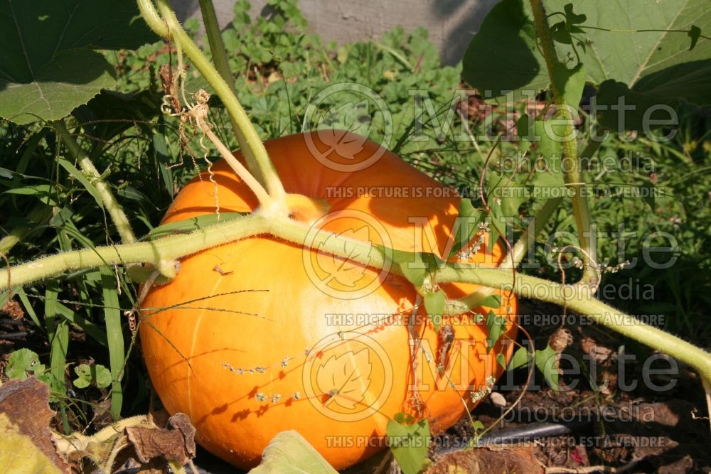 Cucurbita Big Max (Pumpkin vegetable) 2