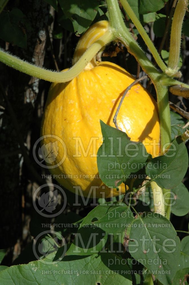 Cucurbita Big Max (Pumpkin vegetable) 3