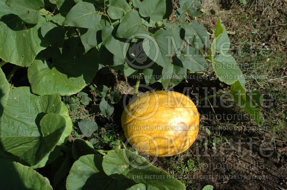 Cucurbita Big Max (Pumpkin vegetable) 4