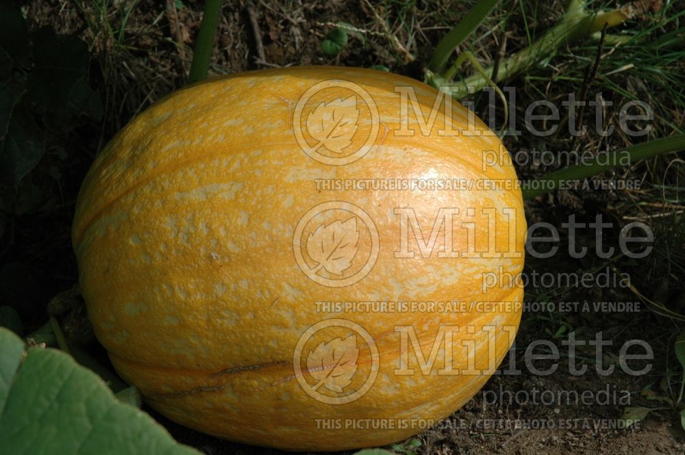 Cucurbita Big Max (Pumpkin vegetable) 1