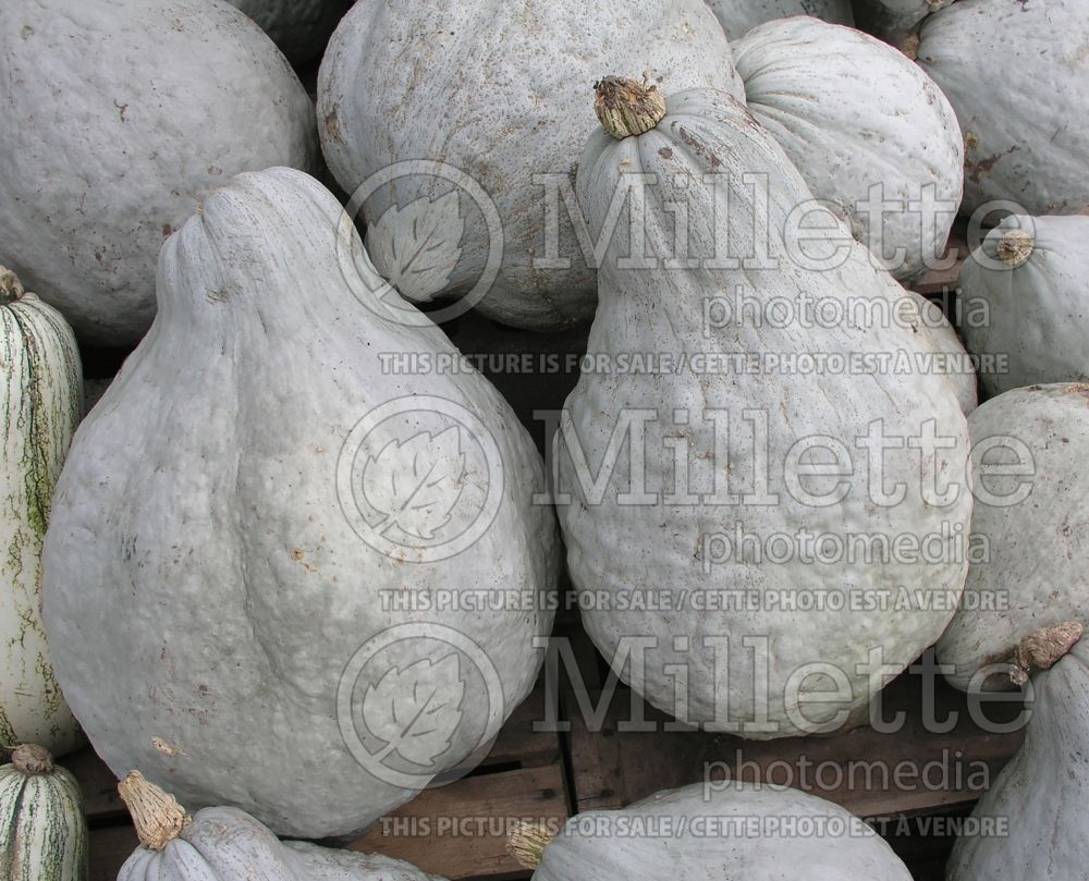 Cucurbita Blue Hubbard (Squash vegetable) 1